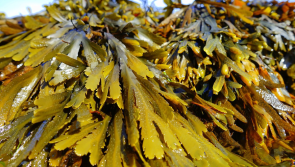 Waterford golf club gets green light to construct health centre with seaweed baths