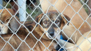 Waterford business seeks retention permission to transform stables into boarding kennels
