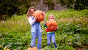 Fun for all the family this Halloween at Mount Congreve Gardens Waterford