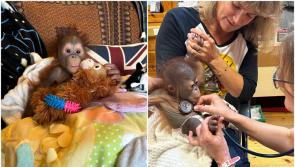 'Adorable' baby orangutan from Dublin Zoo moved to international monkey nursery