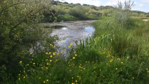 Waterford woodlands shortlisted in coveted RDS Forestry Awards