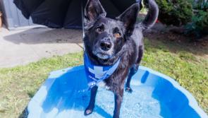 ALERT: Irish pet owners warned amid 'life threatening' heat over coming days