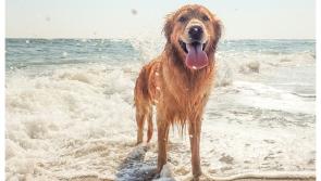 Waterford Council announces dog-free hours on popular beaches in the county