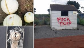 'F**k Trump' - Bizarre graffiti and vandalism at allotments in Waterford