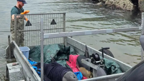 Mother and baby dolphins saved from stranding on Waterford beach by volunteers