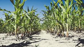 Waterford crop losses inevitable - weather will impact yields