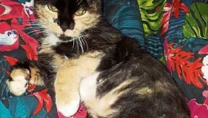 MISSING: Waterford woman issues emotional plea for help in finding cat