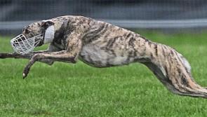 Disease outbreak puts National Coursing Meeting in jeopardy