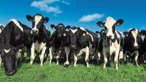 Farming: Time is up for processors on milk price