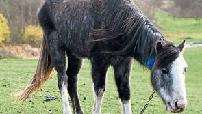 Number of stray horses seized in Waterford revealed