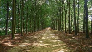 Waterford TD says afforestation is the key to climate action