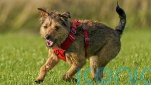 REVEALED: What makes dogs man&rsquo;s best friend