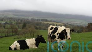 ‘Significant’ price hikes faced by Irish dairy, meat and grain producers in Waterford