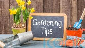 Saving tips for your garden in Waterford