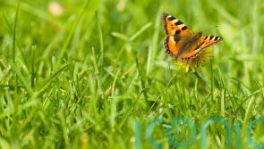 GUIDE: How to bring your lawn in Waterford to life
