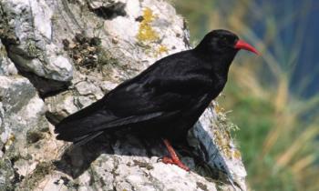 Chough bird | Scientific name: Pyrrhocorax pyrrhocorax 