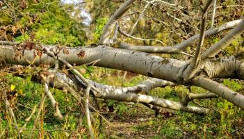 ROAD ALERT: A tree has fallen on a Waterford Road