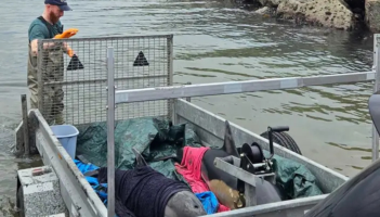 Mother and baby dolphins rescued by volunteers in Waterford