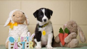 Waterford dog owners reminded about chocolate toxicity ahead of Easter Sunday
