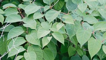 Council working to eradicate ‘invasive species’ on public roads and lands across Waterford