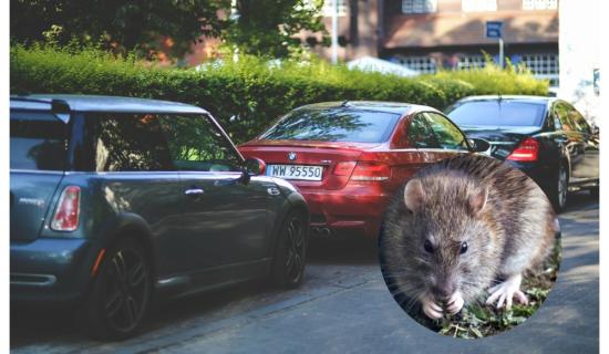 ALERT: Waterford drivers warned to check cars for rats after unusual spike in cases