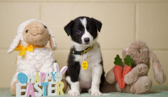 Waterford dog owners reminded about chocolate toxicity ahead of Easter Sunday