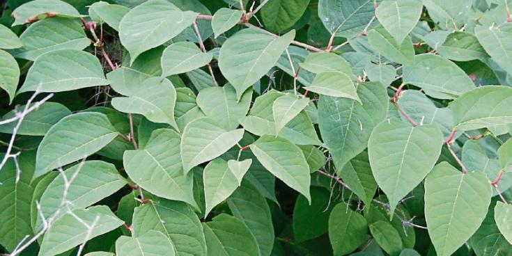 Council working to eradicate ‘invasive species’ on public roads and lands across Waterford