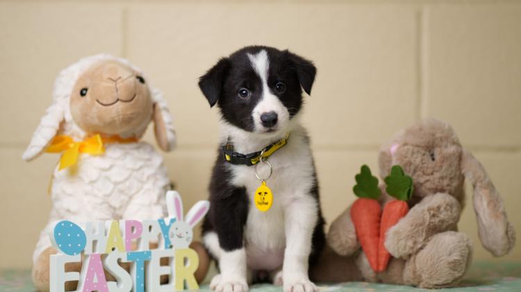 Waterford dog owners reminded about chocolate toxicity ahead of Easter Sunday