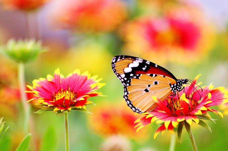 Waterford set to receive hefty biodiversity funding to benefit whole county