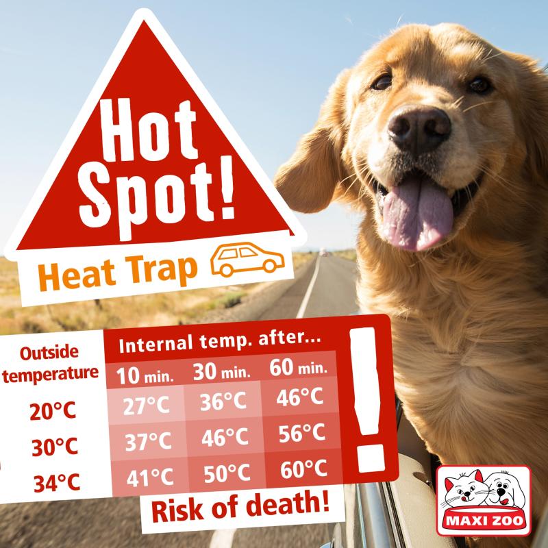 Maxi Zoo top tips for keeping pets cool as temperatures soar in Waterford