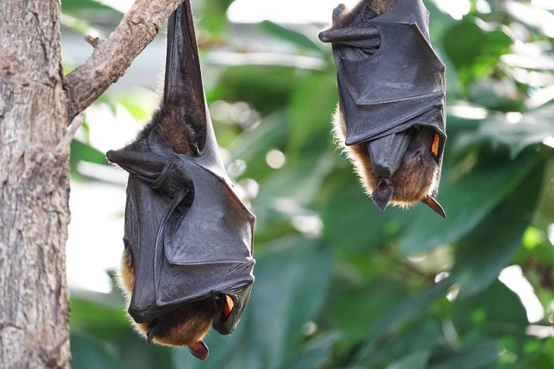 Discovering bats in Waterford