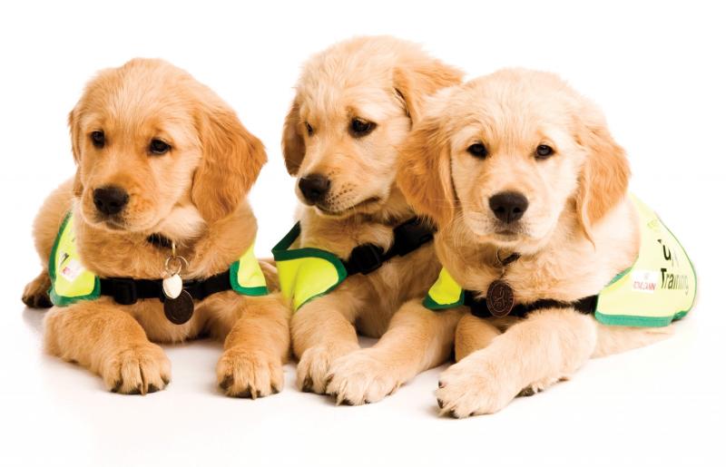 Puppy parent classes are a thing and they're available in Waterford