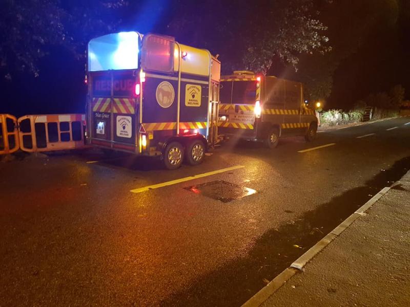 Horse dies having been found injured in Waterford