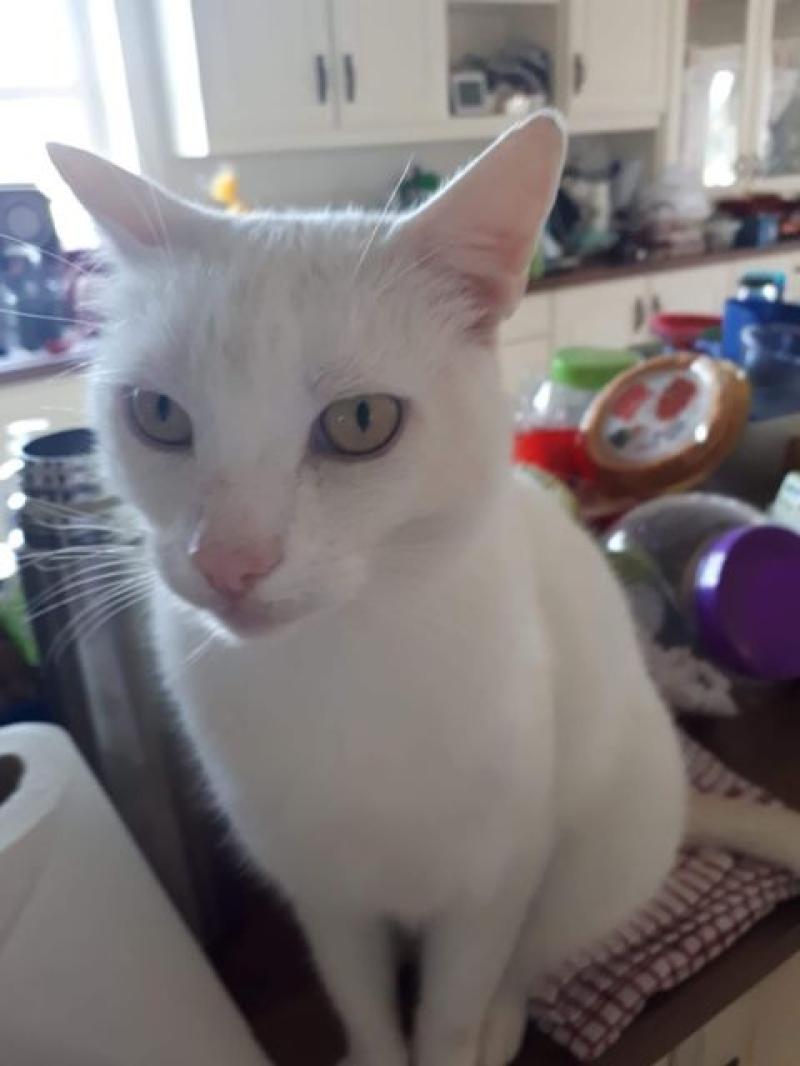 Waterford group highlight case where pet cat was shot and left for dead 