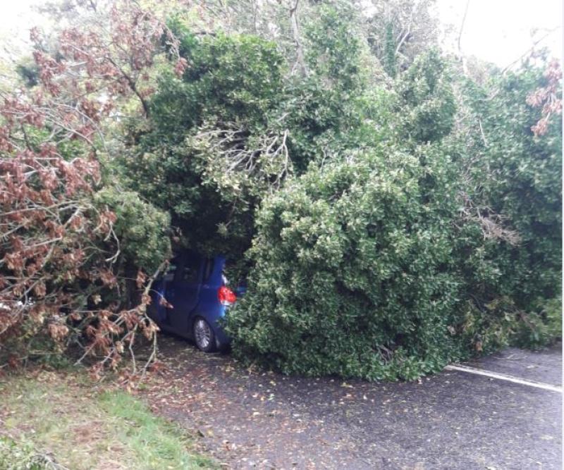 BREAKING: Tree falls onto car in Offaly as crowds head to Ploughing 2018