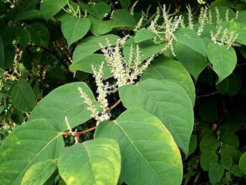 Waterford Council says 'it's time to treat Japanese Knotweed'