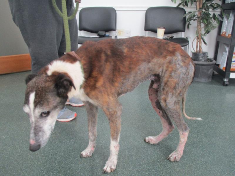 Waterford man convicted of animal welfare offence 