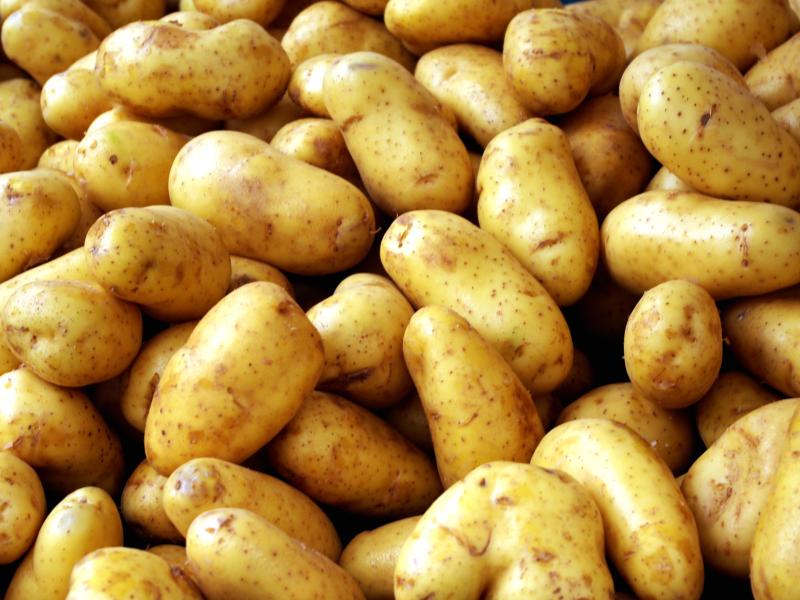 Ireland imported 72,000 tonnes of spuds reveals TD who wants change