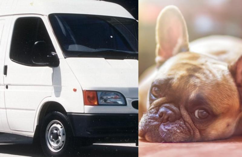 Dognappers on the loose in Waterford and Tipperary