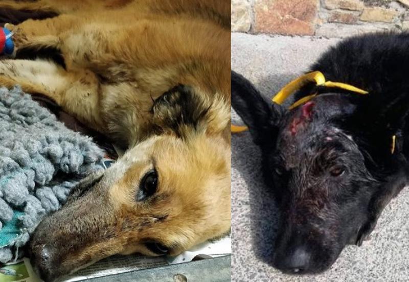 Horror animal abuse in Waterford and Tipperary uncovered
