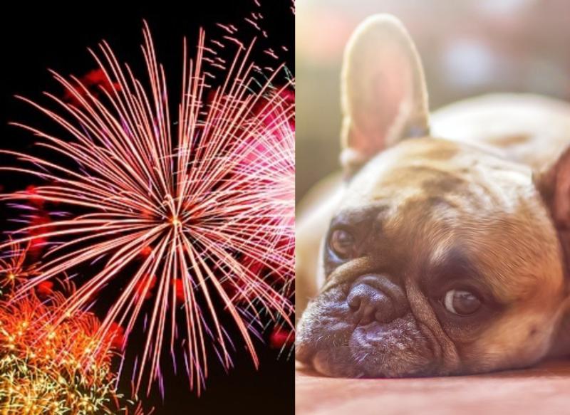 Halloween dognappings and horror animal abuse expected across Waterford and Tipperary