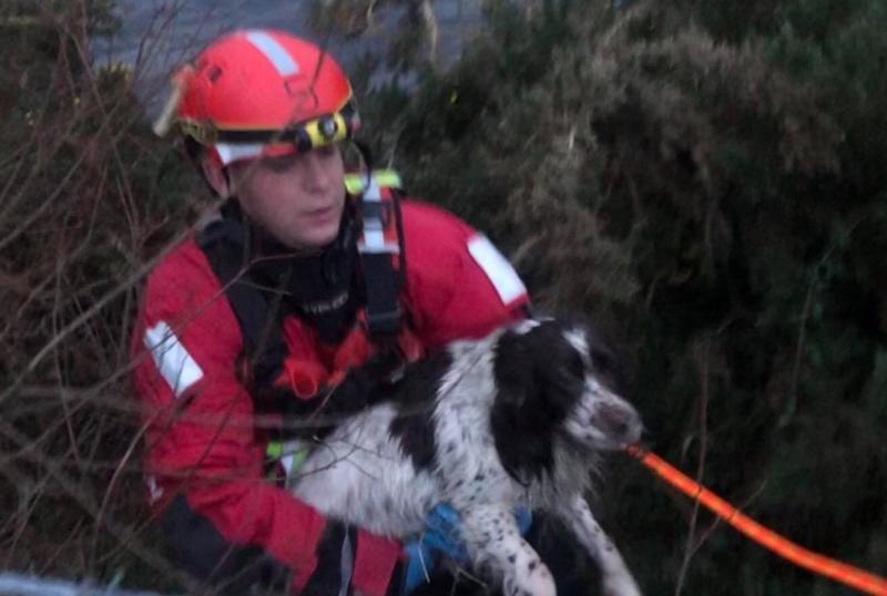 Waterford City Fire Service rescue dog from reservoir Waterford Live