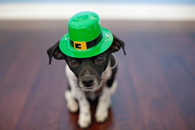 St Patrick's Day facts and theories according to the experts 