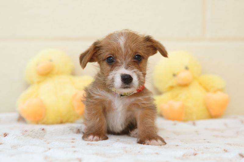 Keep chocolate away from your dog this Easter