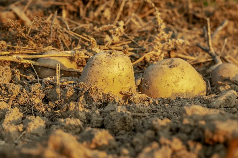 Potato blight warning issued for Waterford 