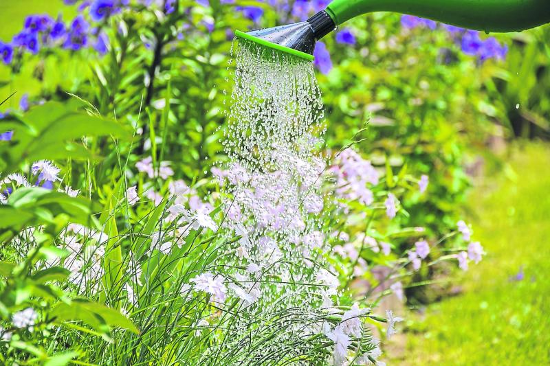 Gardening with James Vaughan: Watering tips for your garden