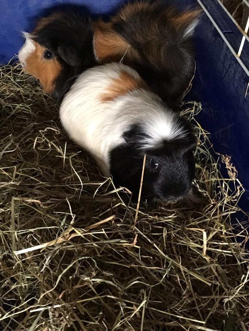 Four Guinea pigs and a goldfish abandoned at an apartment in Cork