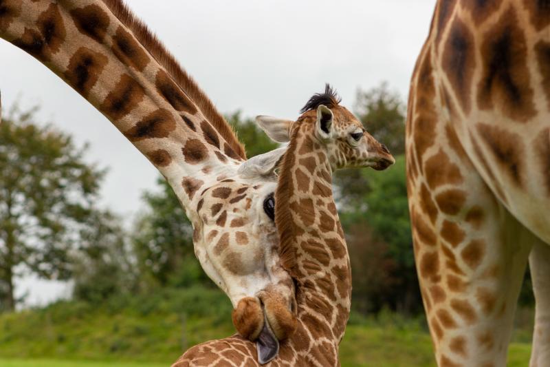 Newborn 'chasing fully-grown giraffe' around Fota Wildlife Park Cork