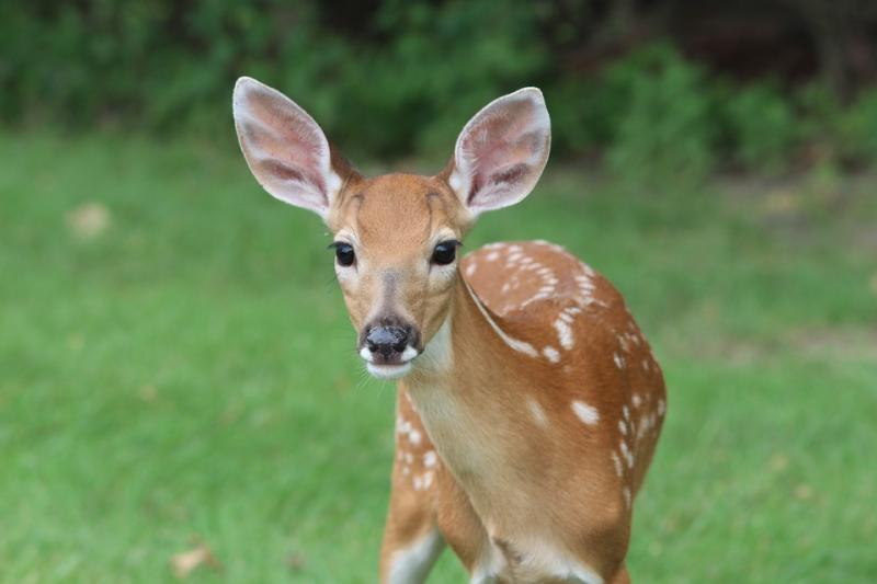 BEWARE: Motorists warned about baby deer on Waterford road