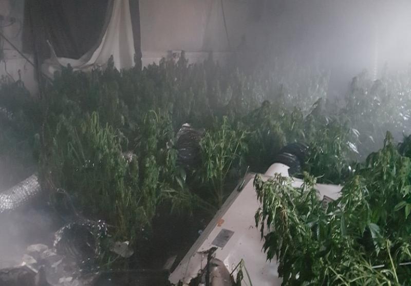 cannabis factory roscrea
